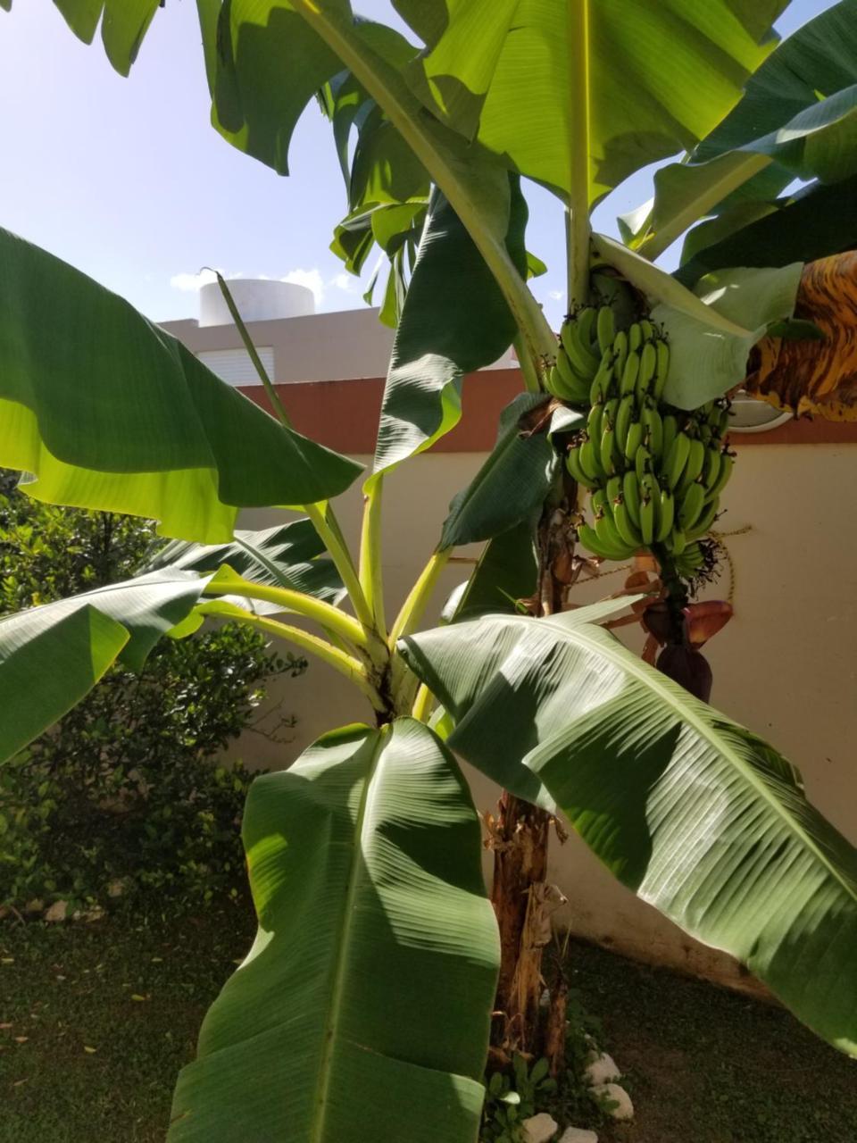 Tropical Delightful Guest Studio Hotel Canovanas Exterior photo